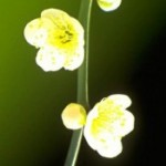 Immagine Avatar